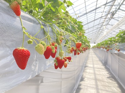 いちご狩り40分食べ放題🍓