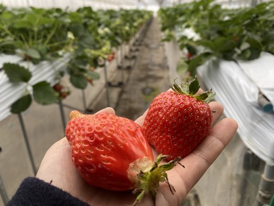 いちご狩りシークレットライド