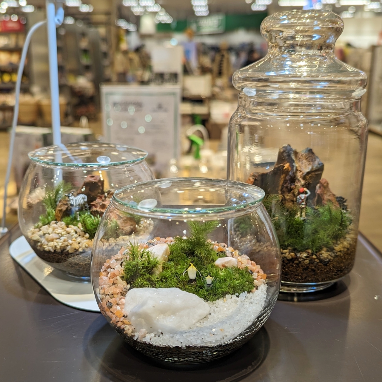 《TSUTAYA 坂戸八幡店》苔テラリウム ワークショップ