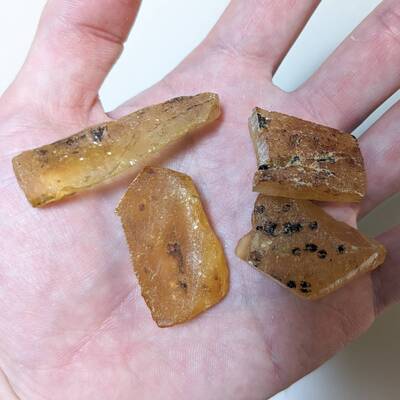 探Labブース　琥珀を発掘しよう！～太古の地球のタイムカプセル～