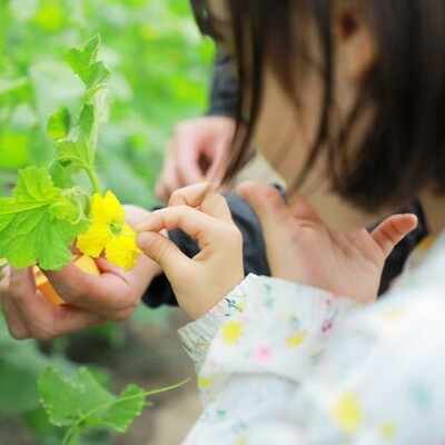 【農業体験】甘くておいしい♪　静岡三保・トマト牧場「マスクメロン」の栽培＆収穫体験 