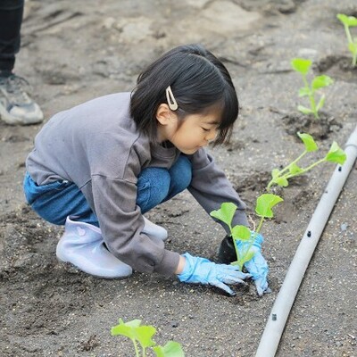 【農業体験】甘くておいしい♪　静岡三保・トマト牧場「マスクメロン」の栽培＆収穫体験 