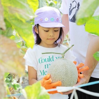 【農業体験】甘くておいしい♪　静岡三保・トマト牧場「マスクメロン」の栽培＆収穫体験 