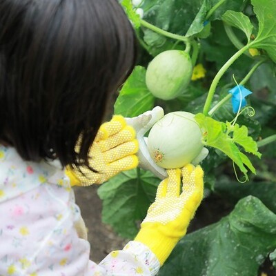 【農業体験】甘くておいしい♪　静岡三保・トマト牧場「マスクメロン」の栽培＆収穫体験 