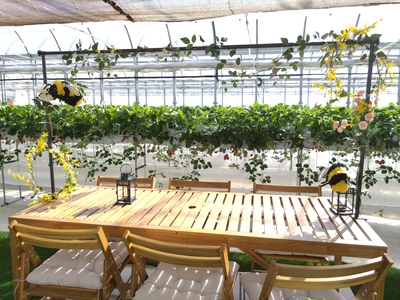 平日のご予約はこちら！！【千葉市いちご狩り】50分間の完全貸し切り！特別ないちご狩り、VIP棟のご案内