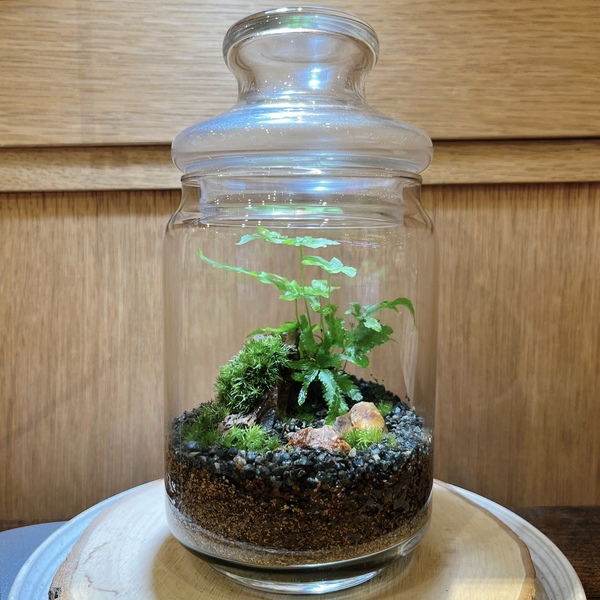 渋谷ヒカリエ】苔むした岩を表現 大人の苔テラリウムワーク