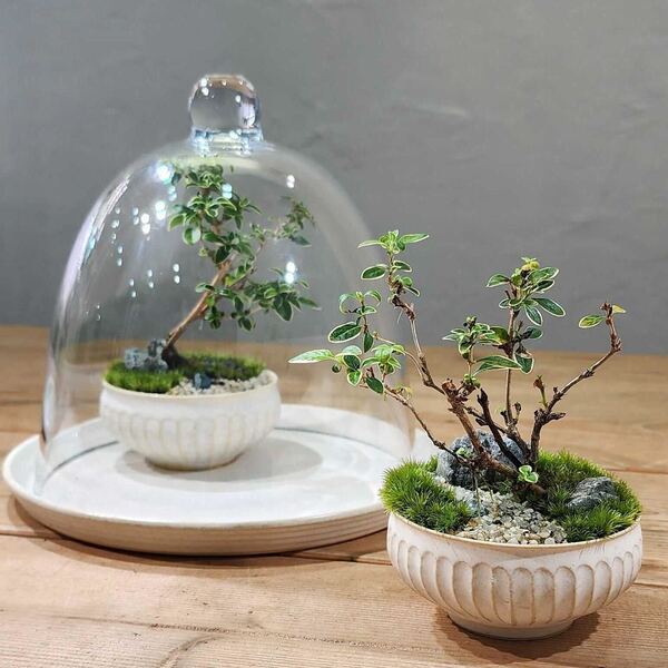 仙台アエル店】苔盆栽 癒しのインテリアグリーン 苔テラリウムワーク