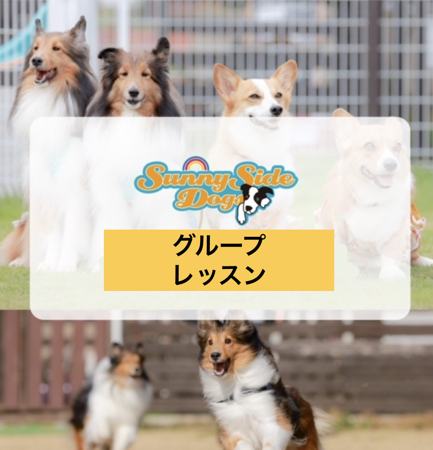 ディストラクションレッスン（グループ） ※会員限定