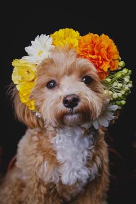 東京都【花綵】2025年12月7日（日）＠港区西麻布 GALLERY WATER