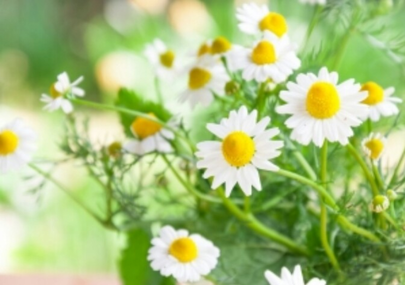 癒しのヨーガ　お試し