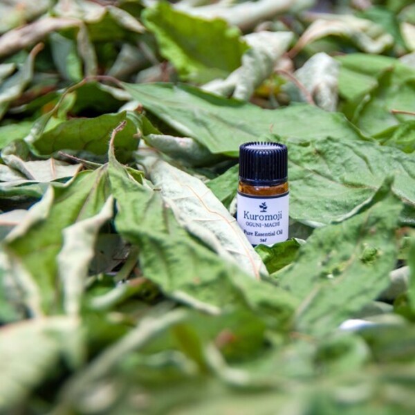 クロモジ精油蒸留体験