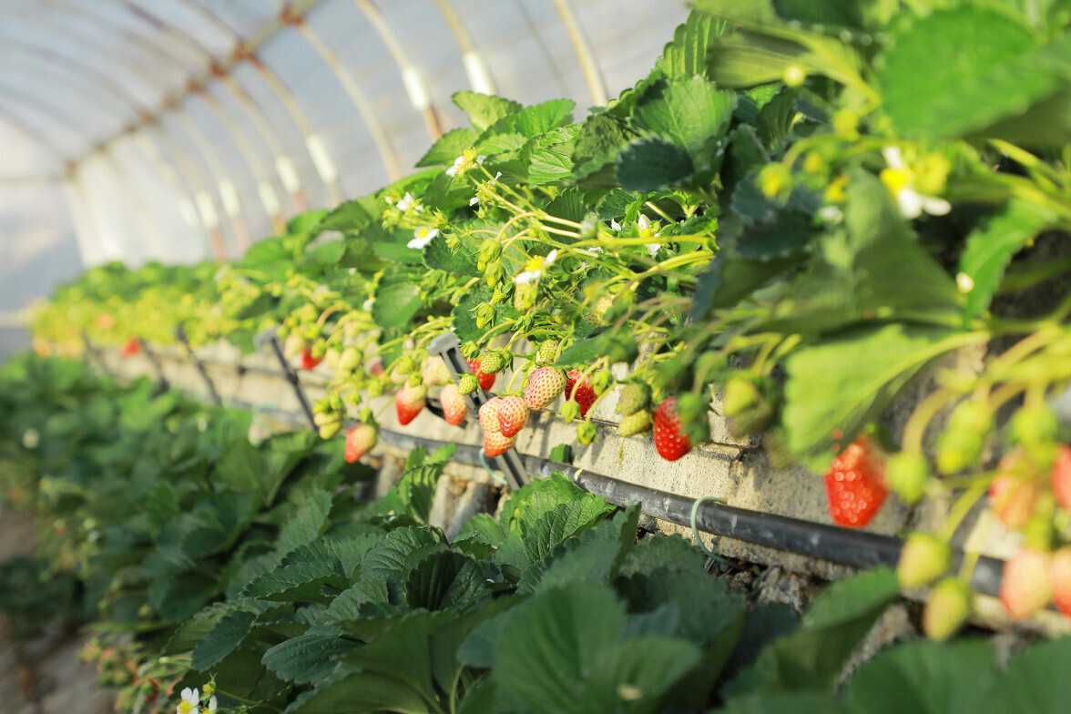 【農業体験】地球にやさしい！甘くておいしい♪　静岡「石垣いちご」の栽培＆収穫体験