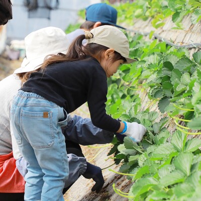【農業体験】地球にやさしい！甘くておいしい♪　静岡「石垣いちご」の栽培＆収穫体験
