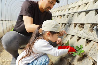 【農業体験】地球にやさしい！甘くておいしい♪　静岡「石垣いちご」の栽培＆収穫体験
