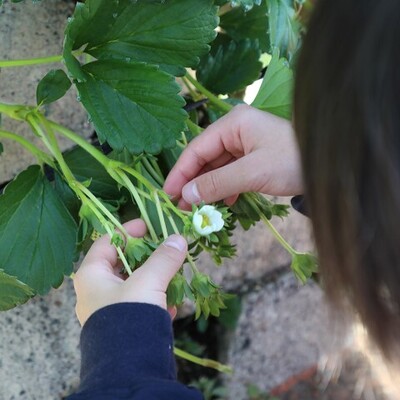【農業体験】地球にやさしい！甘くておいしい♪　静岡「石垣いちご」の栽培＆収穫体験