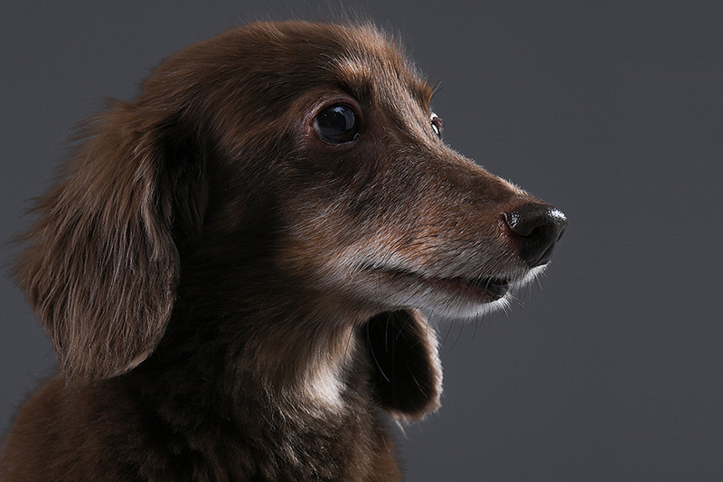 撮影プラン：ペットの写真を、上質な一枚の作品に仕上げお届けします。