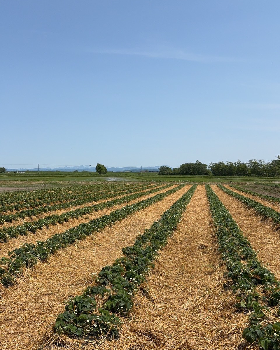 北広島市塚本農園イチゴ狩り予約ページ