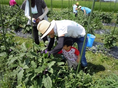 おきたま伝統野菜　薄皮丸茄子収穫と漬物つくり体験　in川西町