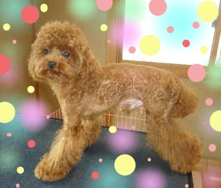 ペットサロンラナ　八尾市　トリミング・シャンプー