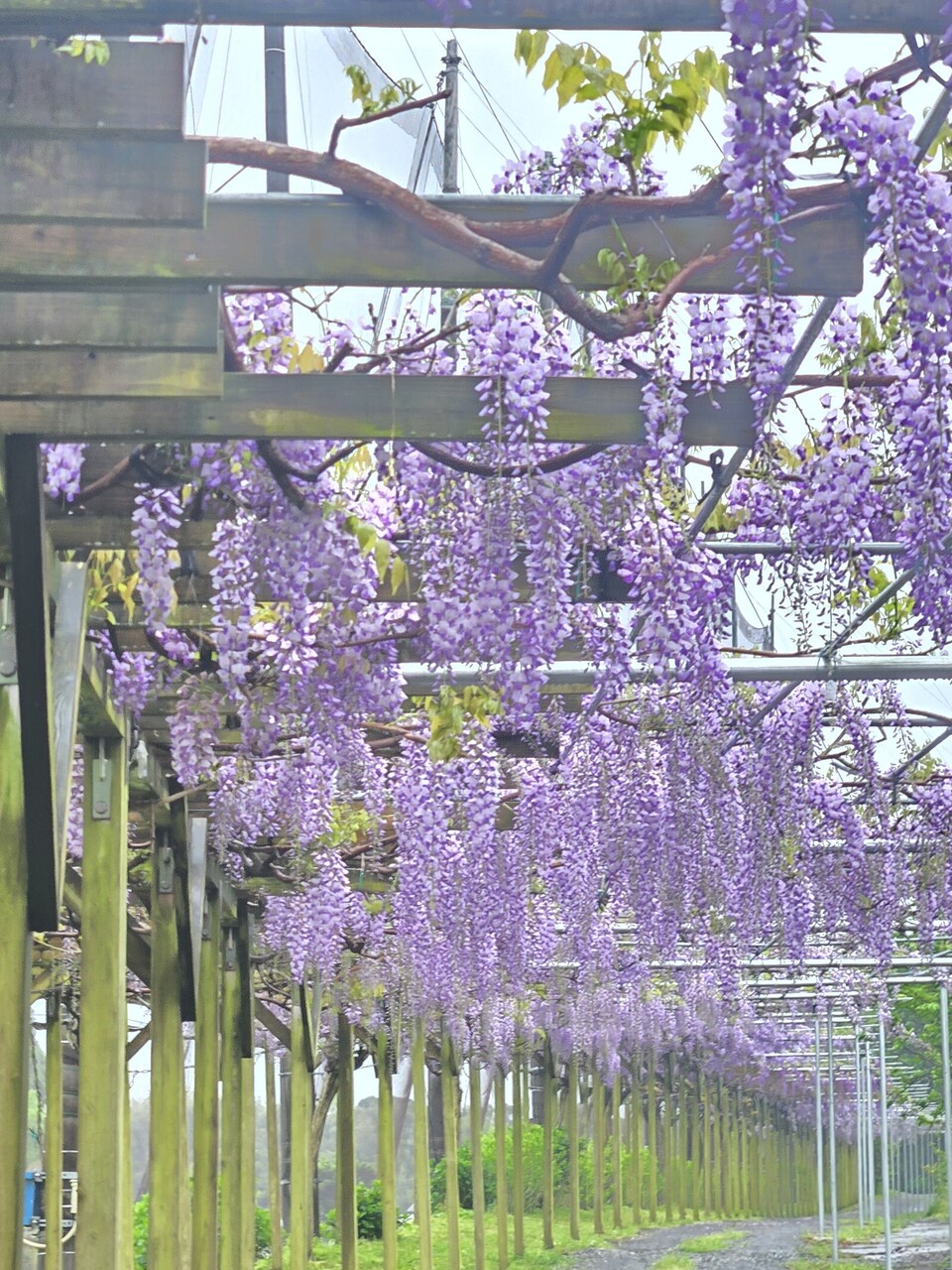 【農園ガーデン空/春のご褒美農園体験】