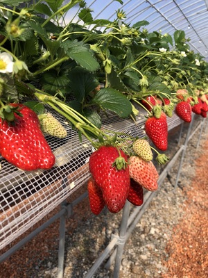 イチゴ狩り