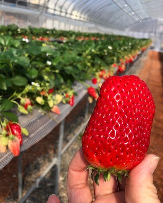 イチゴ狩り