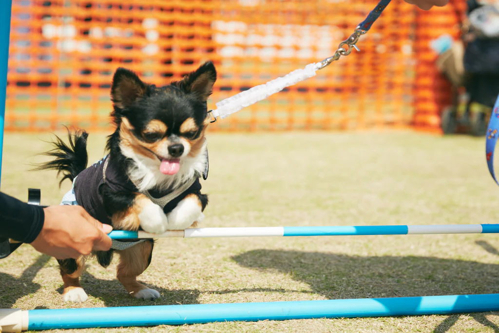 <4/18・4/19> ミニアジリティ体験
