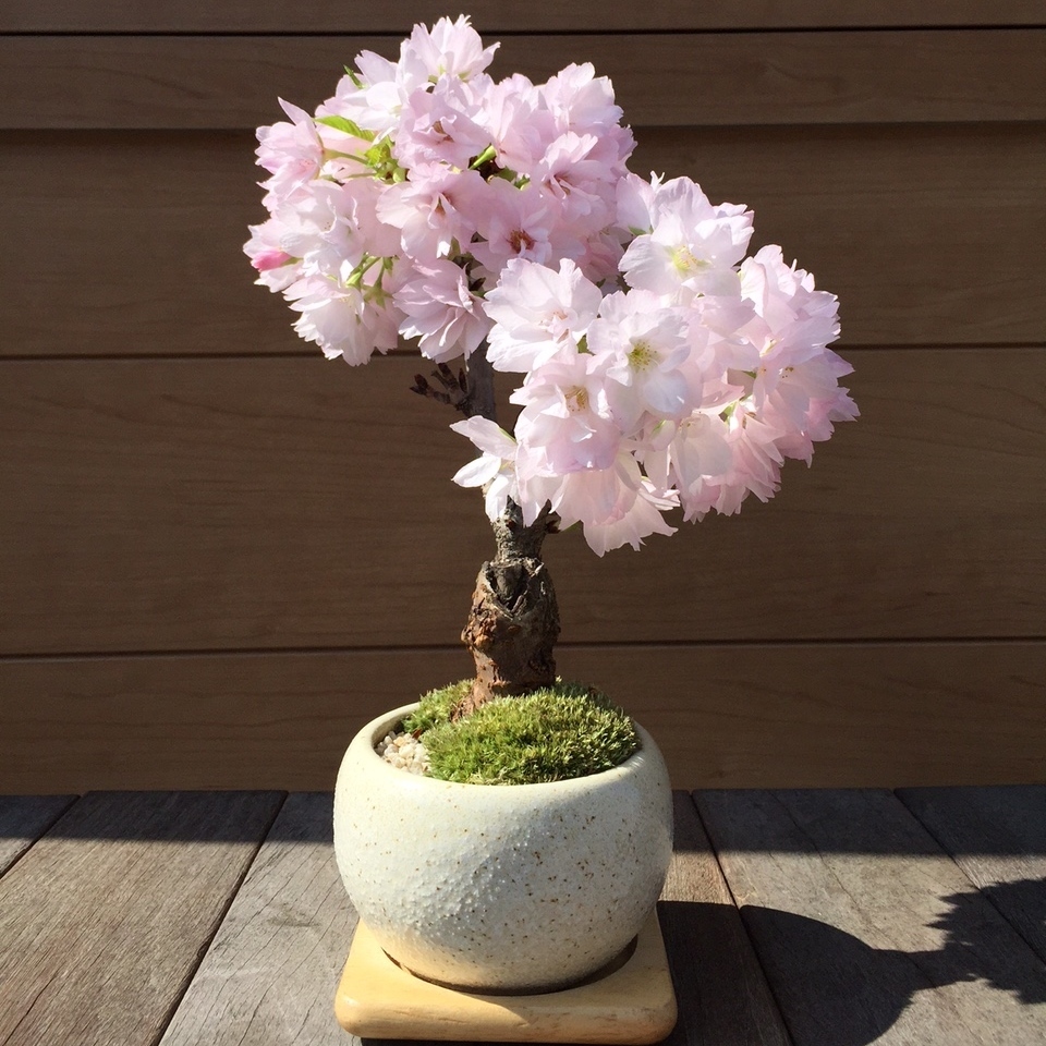 【名古屋中区・栄中日文化センター】桜花を愛でる…可愛い桜の情景盆栽を作りましょう！ 3/13