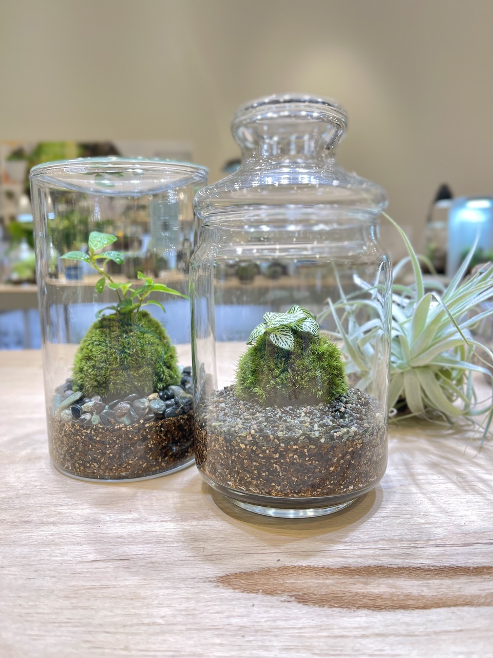 【 仙台アエル店】手軽に育てられる苔玉テラリウム