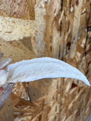 ＊BLOOMメニュー＊