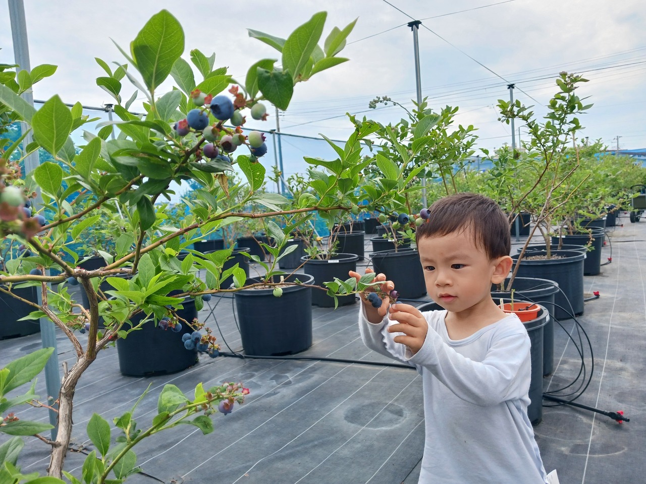 ブルーベリーの摘み取り体験