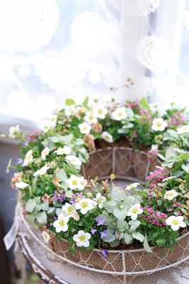 雲間草リースワークショップ2026