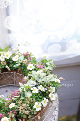 雲間草リースワークショップ2026