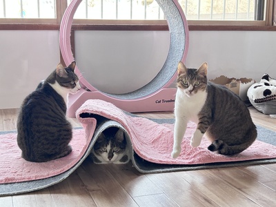 シェルター（三ツ割）ご見学予約