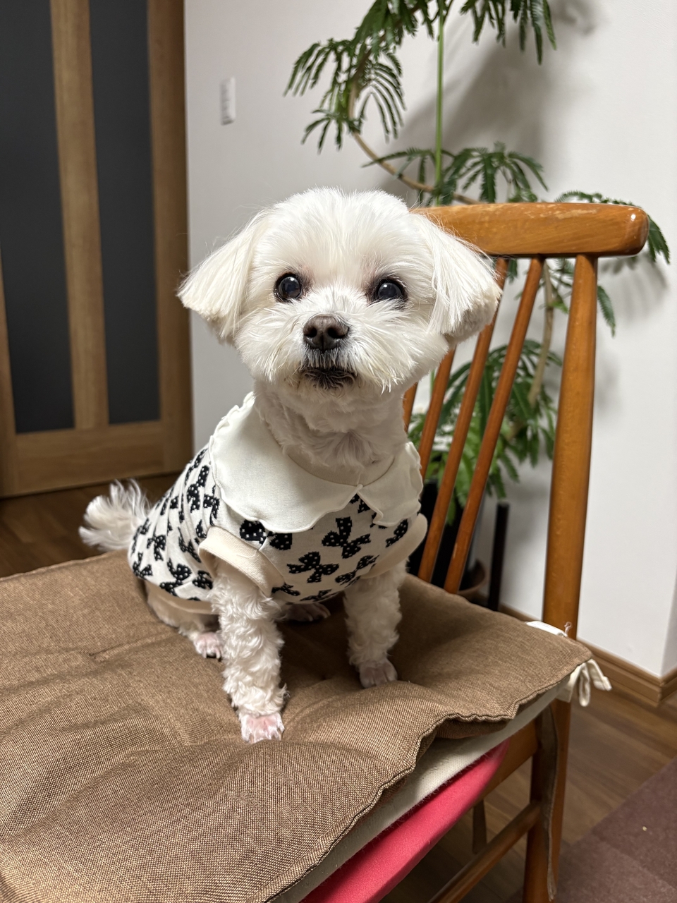 【手作り体験フェア】わんこ服 フリル丸襟ニット体験(そごう大宮店)