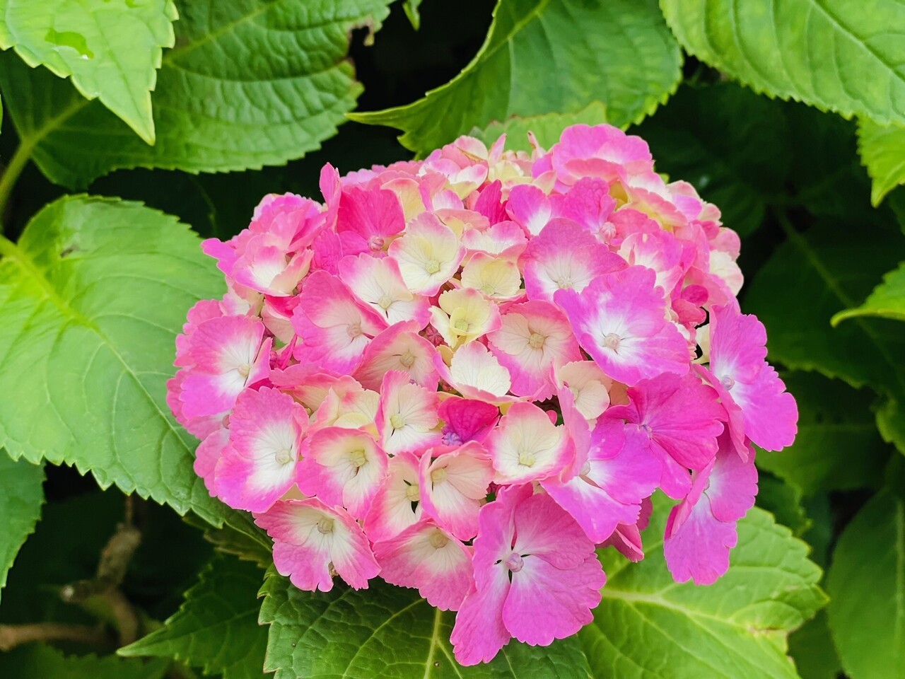 【年間パスポートをお持ちの方】（2/7，2/14）【対面形式】大学院（土曜）講義受講コース　天然薬物化学特論