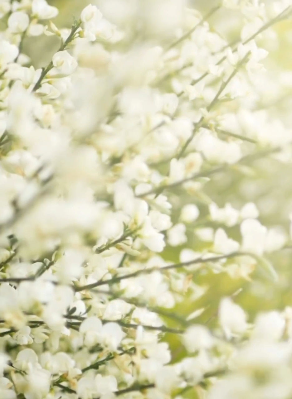 しなやかボディ3ヶ月集中コース(全12回)