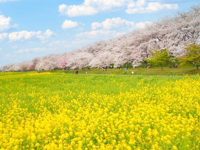 3月28日(土)空と桜を撮り尽くす 春の名所3選 撮影ツアー