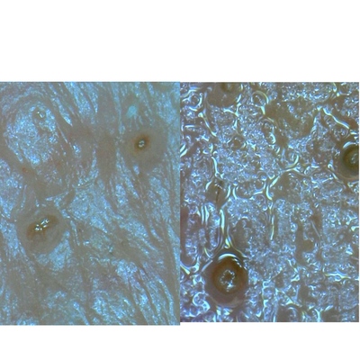 SPE、SNE、SBP、ファーストのご受講について