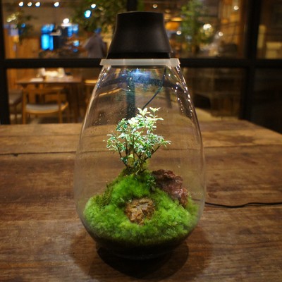 【阪急うめだ本店】モスライト作成ワークショップMosslight-LED