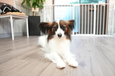 DogSalonQC｜手ぶらでOK🐶セルフケア予約ページ