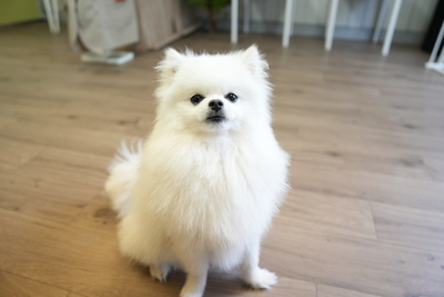 DogSalonQC｜手ぶらでOK🐶セルフケア予約ページ