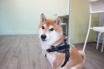 DogSalonQC｜手ぶらでOK🐶セルフケア予約ページ