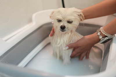 DogSalonQC｜手ぶらでOK🐶セルフケア予約ページ