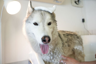 DogSalonQC｜手ぶらでOK🐶セルフケア予約ページ