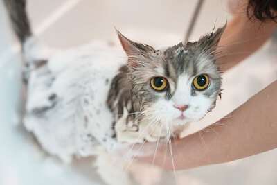 DogSalonQC｜手ぶらでOK🐶セルフケア予約ページ