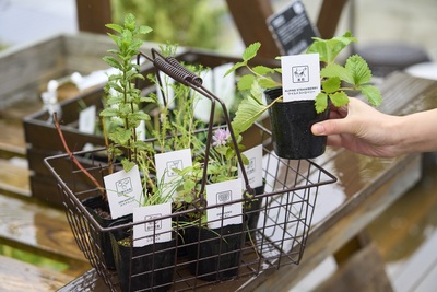 ＼3/20～毎日11:00／ハーブ香るバスボムづくり