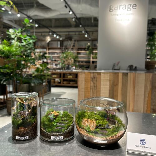 ヒレ長専門店　テラリウム 210 Days Later: Maintaining the Mini Biotope with White