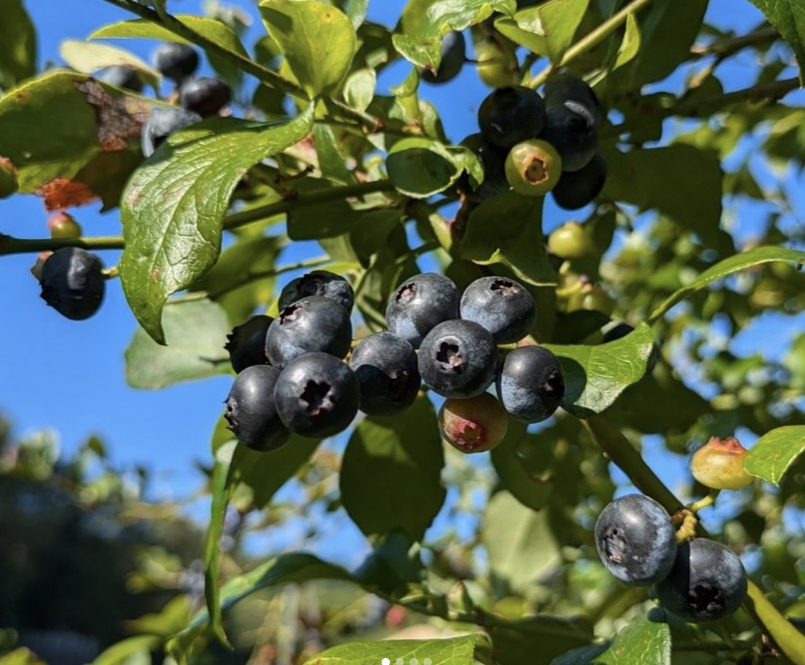 ブルーベリー 島レモン収穫体験_瀬戸内プログラム_ポケマルおやこ地方留学2025夏