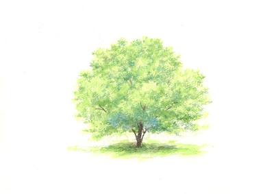 【G.Itoya10階】野村重存氏に学ぶ　水彩色鉛筆ワークショップ